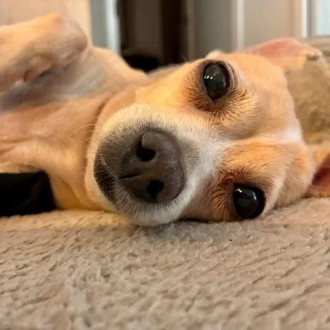 A senior small-sized female Yellow / Tan / Blond / Fawn Chihuahua dog named Lulu for adoption in Staten Island, NY