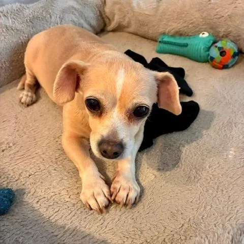 Lulu thumbnail 4