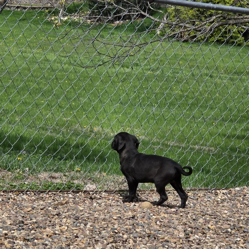 A baby small-sized female Black Cocker Spaniel dog named Raven for adoption in Wever, IA