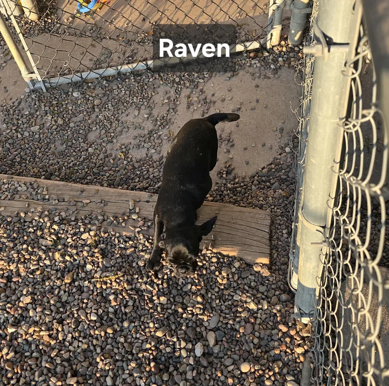 Raven thumbnail 2