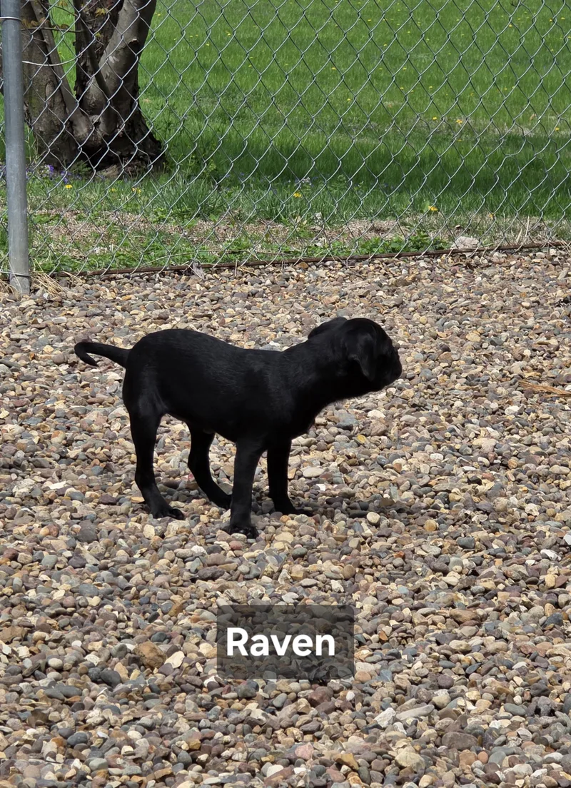 Raven thumbnail 3