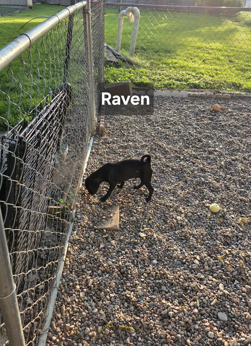 Raven thumbnail 4