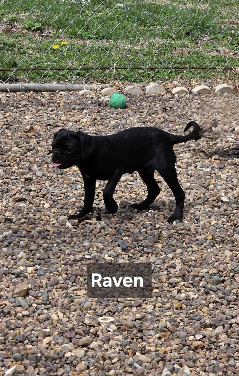Raven thumbnail 5