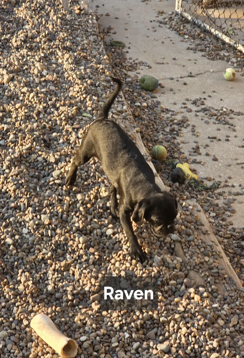 Raven thumbnail 6