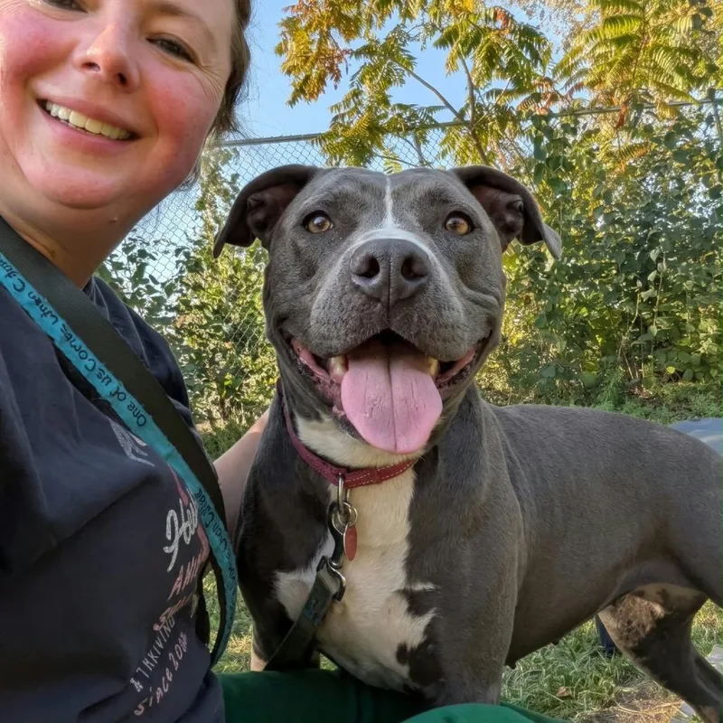 A young medium-sized female Gray / Blue / Silver Mixed Breed dog named Annabelle for adoption in Wheeling, IL
