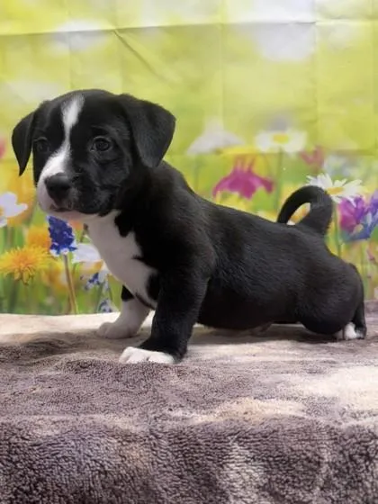 A baby small-sized male American Staffordshire Terrier dog named Sopa for adoption in San Antonio, TX