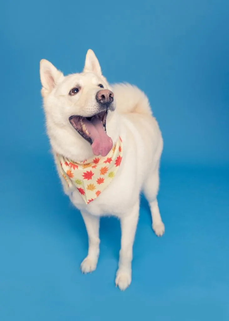 An adult large-sized male Mixed Breed dog named Snowboy for adoption in Fond Du Lac, WI