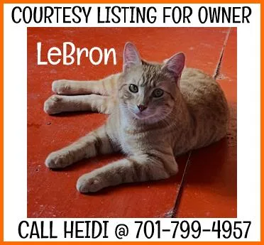 A young medium-sized male Orange & White Domestic Short Hair cat named LeBron COURTESY LISTING for adoption in Valley City, ND