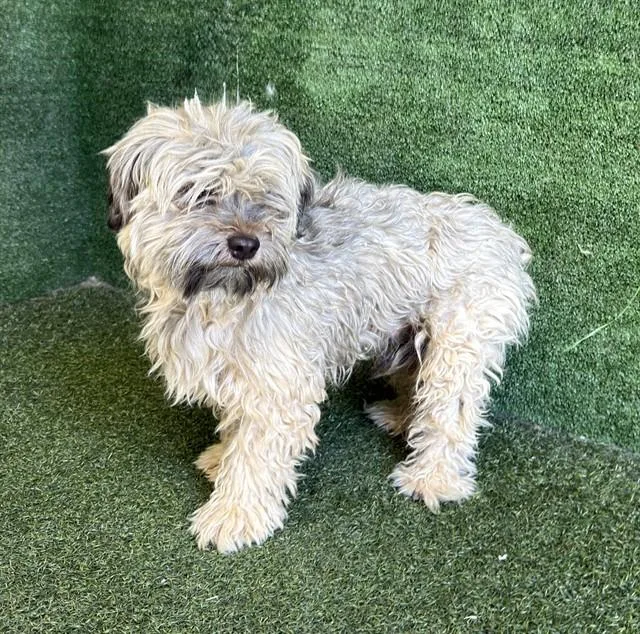 An adult small-sized male Poodle dog named Leon for adoption in Lancaster, CA