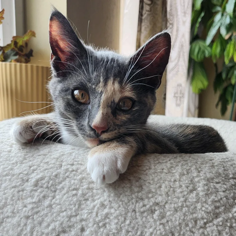 A baby medium-sized female Dilute Calico Domestic Medium Hair cat named Tatum for adoption in Renton , WA
