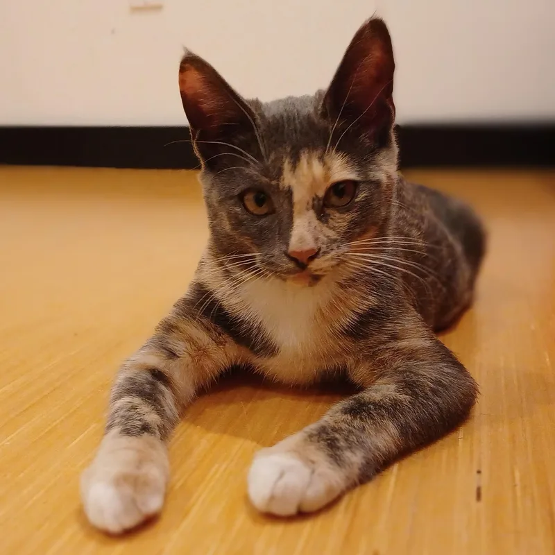 Tatum thumbnail 3