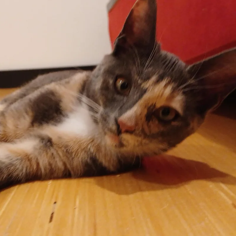 Tatum thumbnail 4
