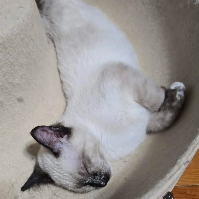 A baby small-sized female Tortoiseshell Domestic Short Hair cat named Zev McGuire for adoption in Eagle Mountain, UT
