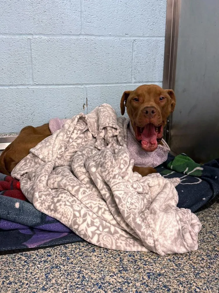 An adult large-sized male American Staffordshire Terrier dog named Vito for adoption in Long Island City, NY