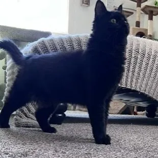 A young medium-sized female Domestic Long Hair cat named Jewel for adoption in Carson City, NV