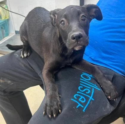 A young medium-sized female Labrador Retriever dog named Neverland for adoption in Sullivan, IN