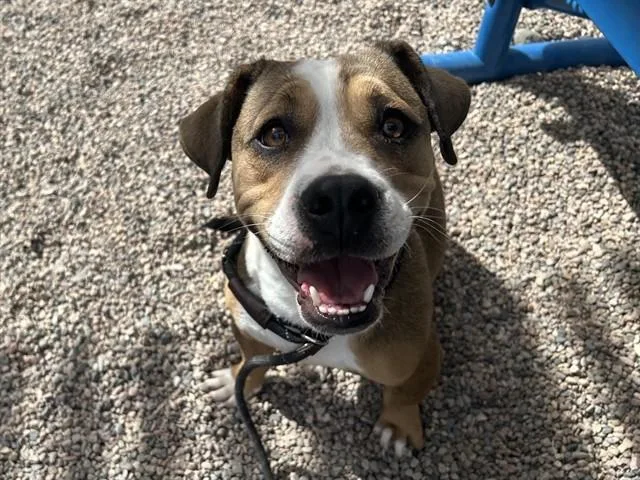 A young large-sized female Pit Bull Terrier dog named Pumpkin for adoption in Mesa, AZ