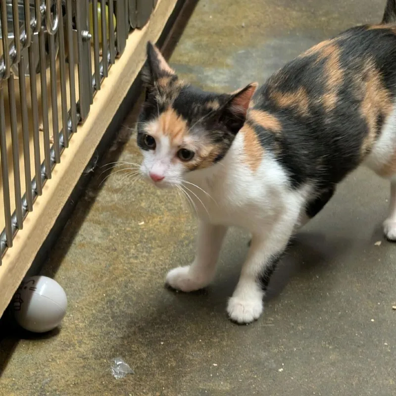 A baby small-sized female Calico Domestic Short Hair cat named Annie for adoption in Hemet, CA