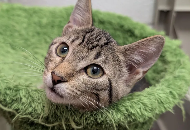 A baby medium-sized female Tabby (Gray / Blue / Silver) Domestic Short Hair cat named Elloree for adoption in Smithfield, NC