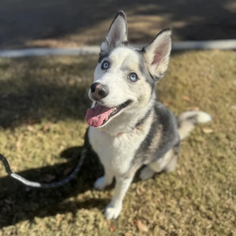 Aspen