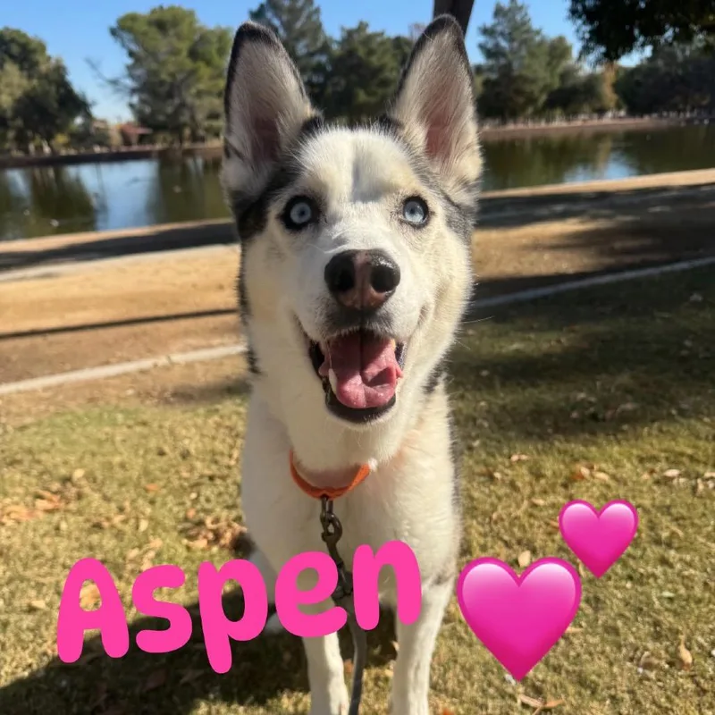 Aspen thumbnail 3