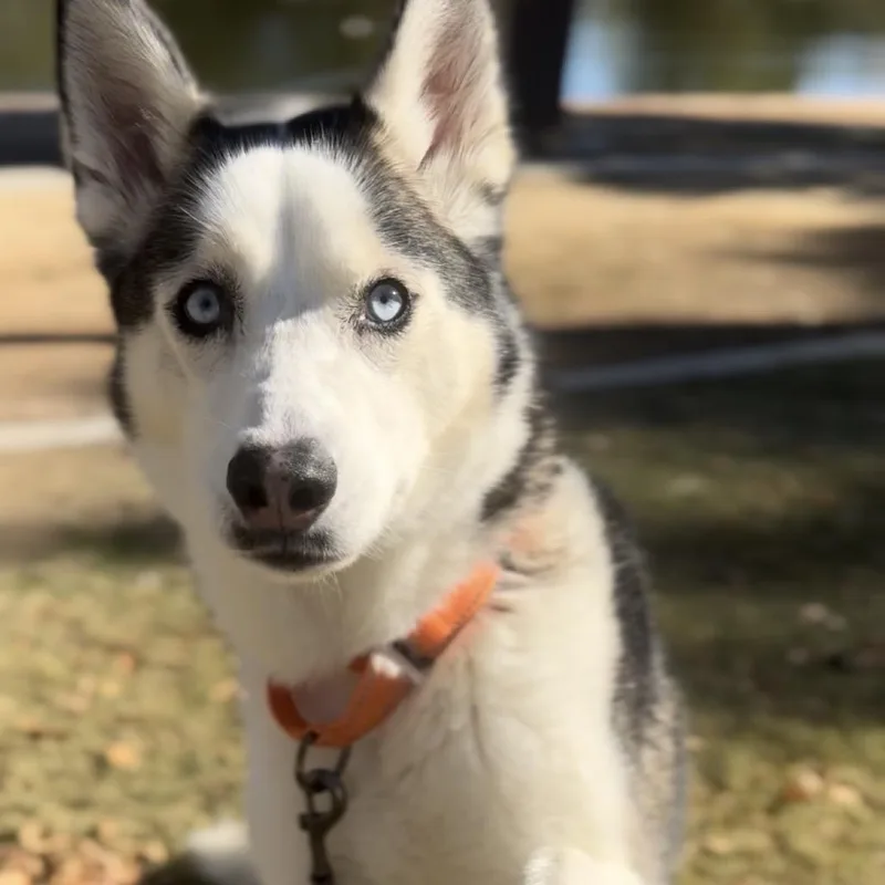 Aspen thumbnail 5