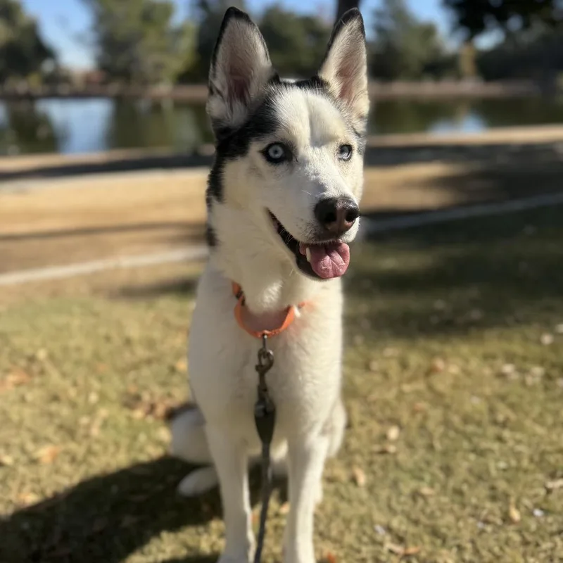 Aspen thumbnail 6
