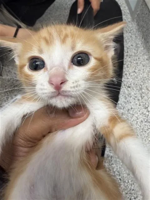 A baby small-sized male Domestic Short Hair cat named Tangerine for adoption in Houston, TX