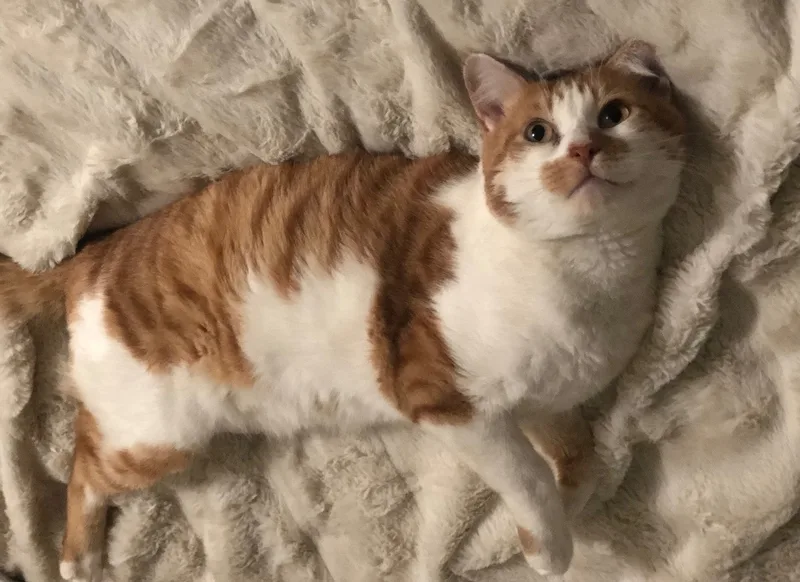 Tigger thumbnail 2