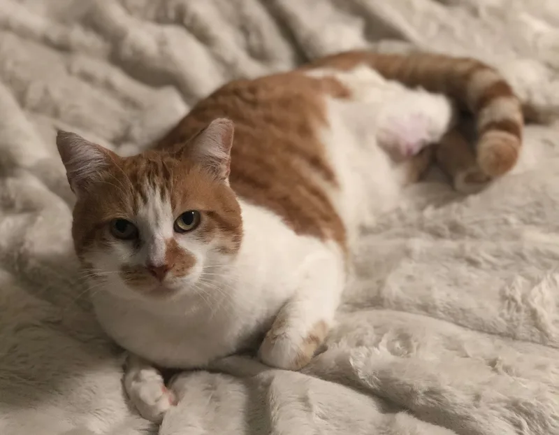 An adult medium-sized male Tabby (Orange / Red) Domestic Short Hair cat named Tigger for adoption in Sherman Oaks, CA