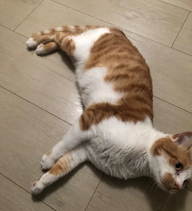 Tigger thumbnail 3