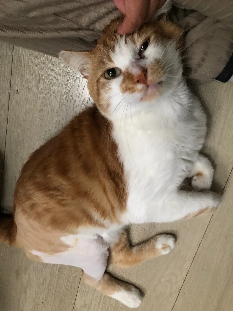 Tigger thumbnail 4
