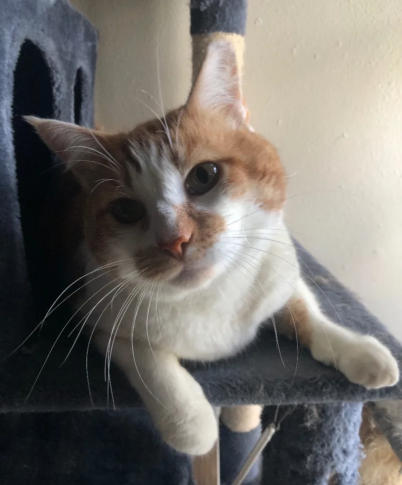 Tigger thumbnail 6