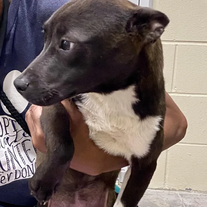 An adult small-sized female Black Mixed Breed dog named Diamond for adoption in Columbus, GA