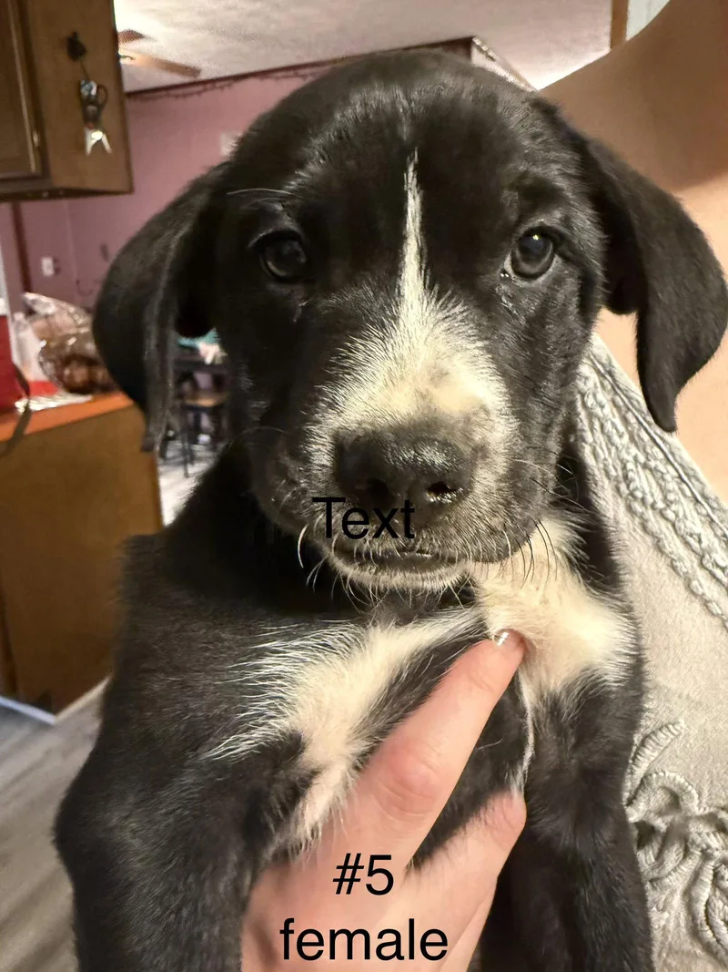 A baby medium-sized female Labrador Retriever dog named Maggie The Puppy for adoption in Royal Palm Beach, FL