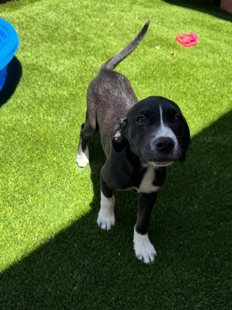 Maggie The Puppy thumbnail 2