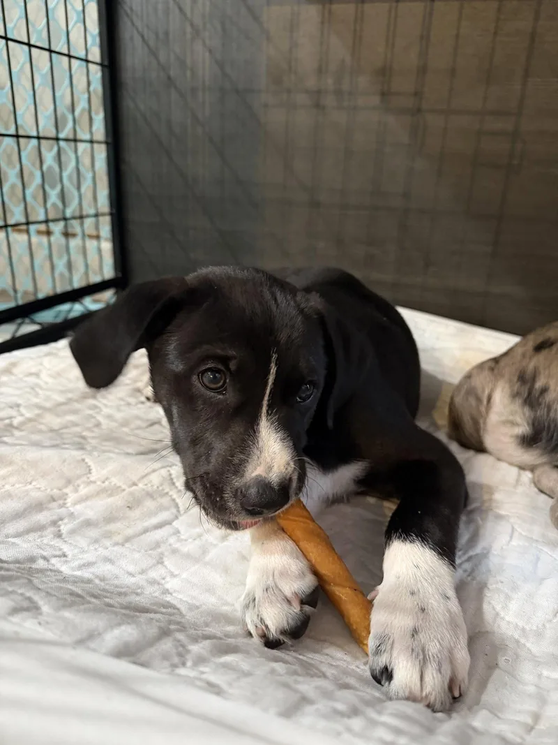 Maggie The Puppy thumbnail 3