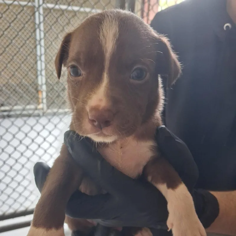 A baby small-sized female Brown / Chocolate Mixed Breed dog named Caddie for adoption in Austin, TX
