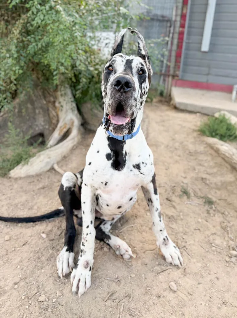A young extra large-sized male Great Dane dog named Draco for adoption in Windsor, CO