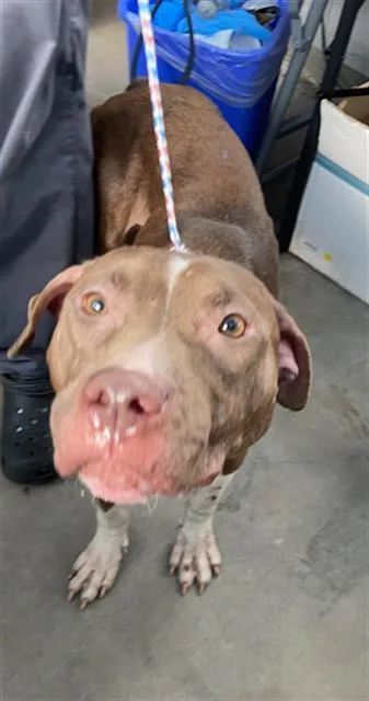 A young large-sized female Mixed Breed dog named Mera for adoption in Dallas, TX