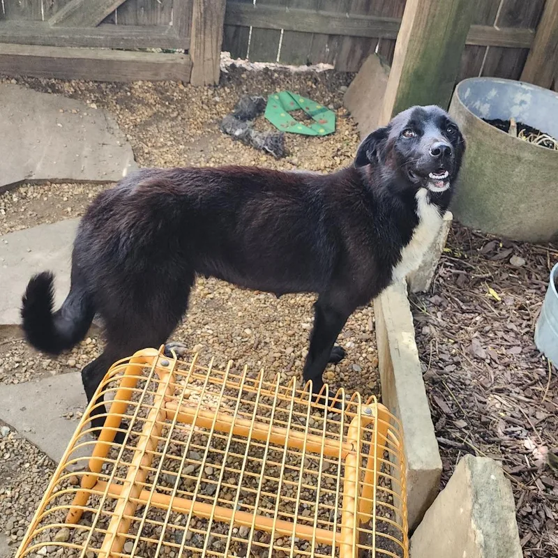 An adult medium-sized female Border Collie dog named Moxie for adoption in Boaz, AL