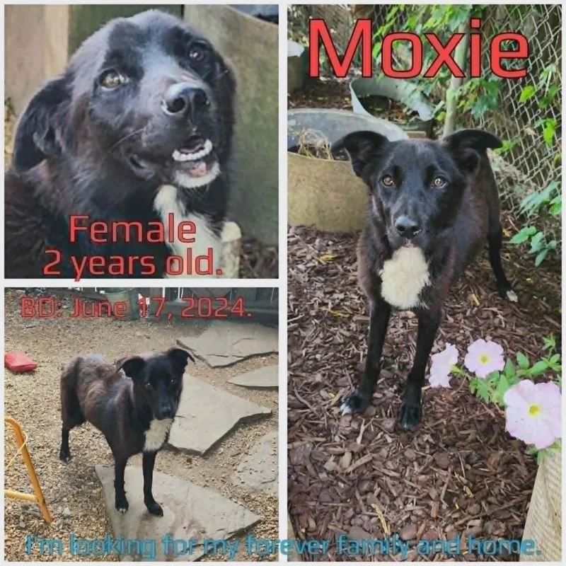 Moxie thumbnail 2