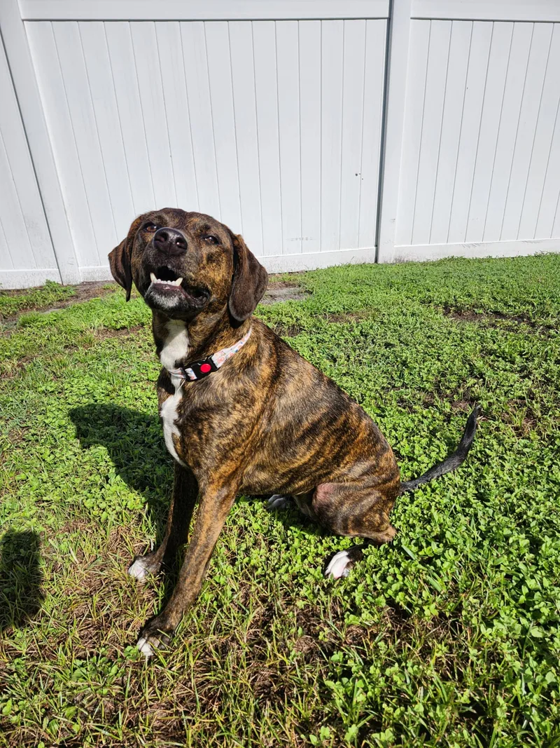 A young medium-sized female Brindle Catahoula Leopard Dog dog named Maggiejj for adoption in Roundup, MT