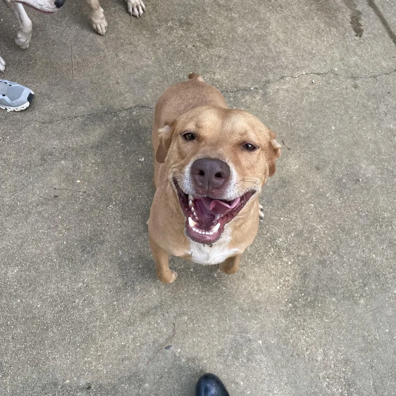 An adult medium-sized male Labrador Retriever dog named Bart for adoption in Ruston, LA