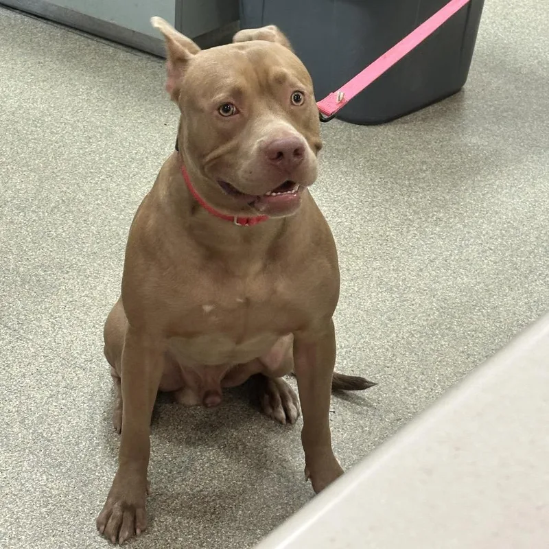A young large-sized male Yellow / Tan / Blond / Fawn Mixed Breed dog named Vince for adoption in Jacksonville, FL