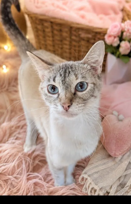 A young medium-sized female Siamese cat named Alysia for adoption in Mabank, TX