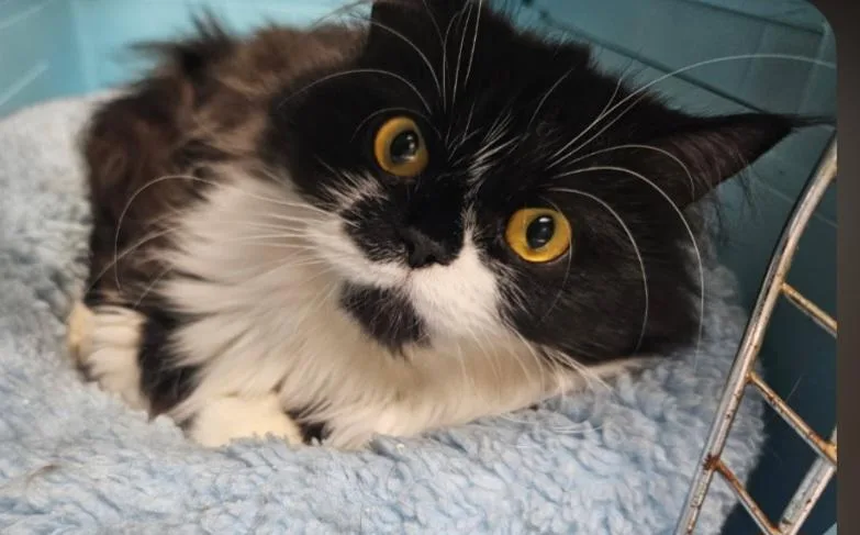An adult medium-sized female Black & White / Tuxedo Persian cat named Georgia for adoption in Temple, PA