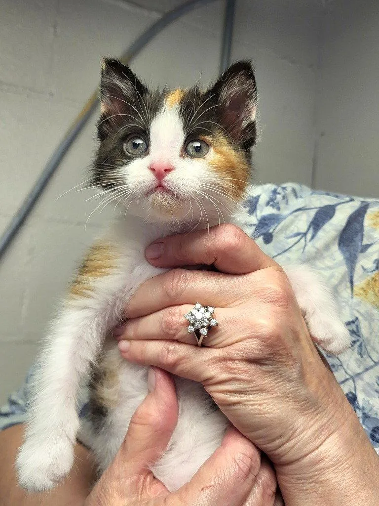 Eartha Kitt thumbnail 2