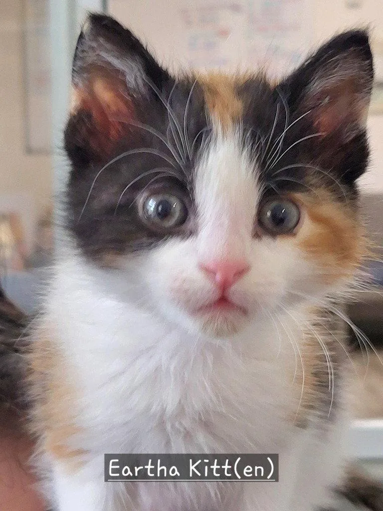 Eartha Kitt thumbnail 3