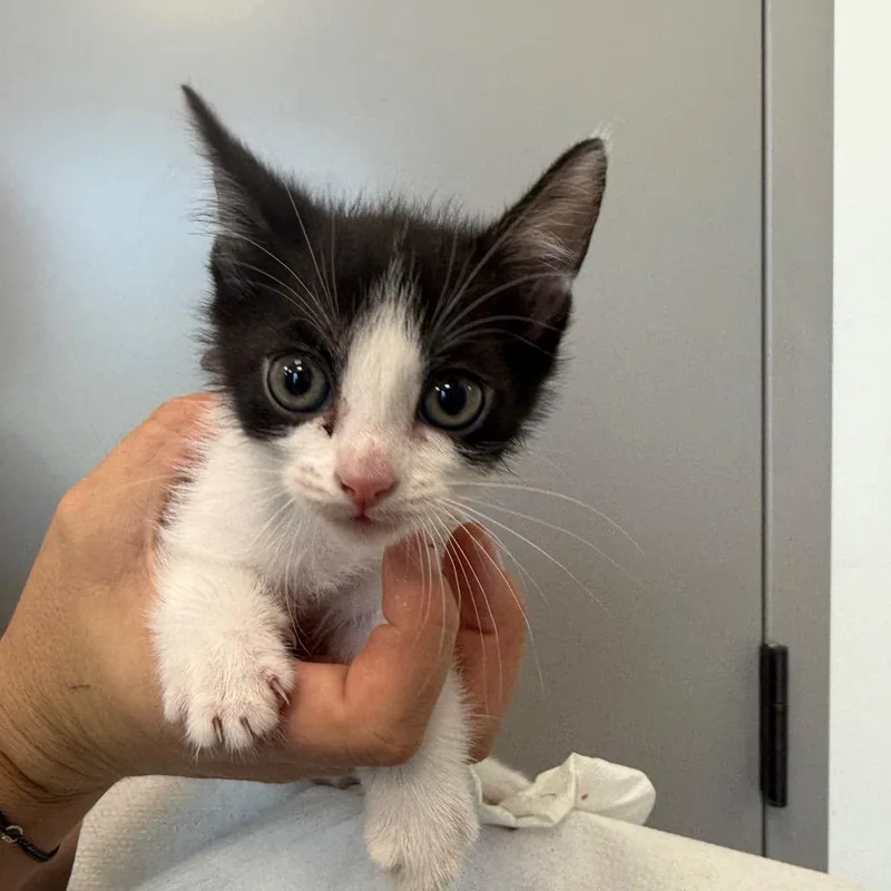 A baby small-sized female Domestic Short Hair cat named Parm for adoption in Sand Springs, OK